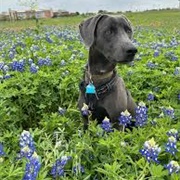 Blue Lacy Dog
