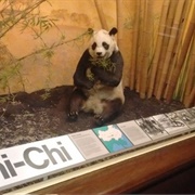 Chi-Chi the Giant Panda