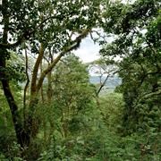Yayu Coffee Forest Biosphere Reserve, Ethiopia