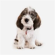 Petit Basset Griffon Vendéen