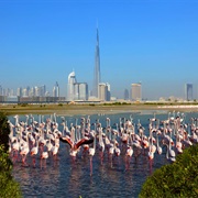 Ras Al Khor Wildlife Sanctuary, Dubai Creek, UAE