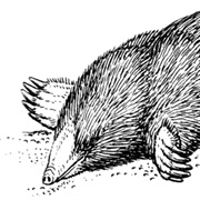 I Wish I Was a Mole in the Ground (By Sight - Well)