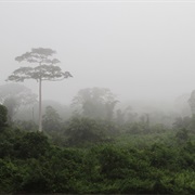 Parc Nacional De Taï