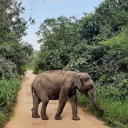 Hurulu Forest Reserve, Sri Lanka
