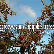 Grow an Apple Tree
