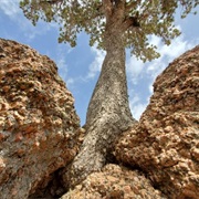 Tree in the Rock, Wyoming