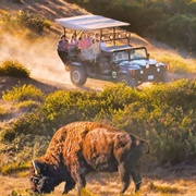 Bison Expedition, Catalina