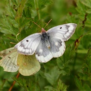 Mountain Clouded Yellow