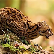 Oxapampa Ashaninka Yanesha Biosphere Reserve, Peru