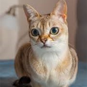 Singapura Cat