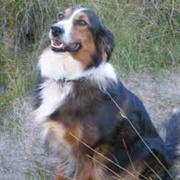 English Shepherd Dog