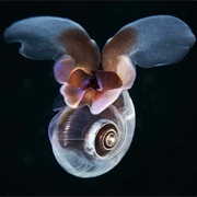 Sea Butterfly