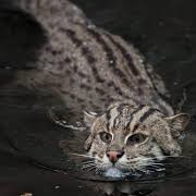 Fishing Cat