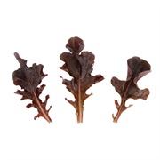 Baby Red Lettuce