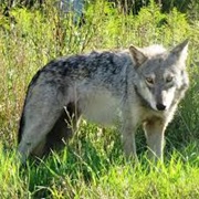 Great Plains Wolf