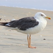 Hueglin's Gull
