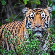 Similipal National Park, Odisha, India
