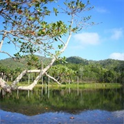 Sierra Del Rosario Biosphere Reserve, Cuba