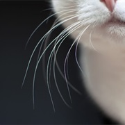 Whisker
