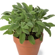 Sage Plant