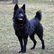 Croatian Sheepdog