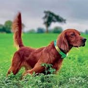 Irish Setter
