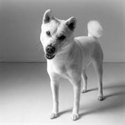 Kishu Ken Dog