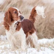 Welsh Springer Spaniel