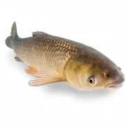 Carpa Erbivora