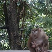 See Monkeys Randomly