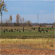 Marchfeld, Österreich