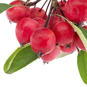 Crabapple