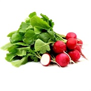 Radish - Danilo