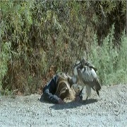 Numb3rs: "Nine Wives" (S3,E12)