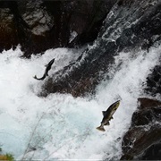 See a Salmon Run