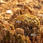 Find an Empty Beehive or Waspnest