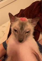 All the Good Tumblr Posts (My Mutuals)