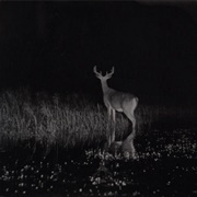 Deer at Night (George Shiras III)