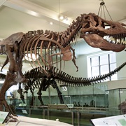 American Museum of Natural History