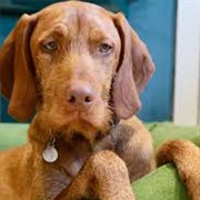 Wirehaired Vizsla Dog