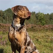 Catahoula Leopard Dog