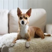 Portuguese Podengo Pequeno