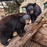 Baylor University Bear Habitat
