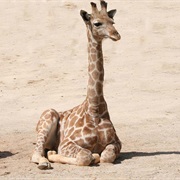 Baby Giraffe