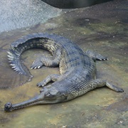 Gharial