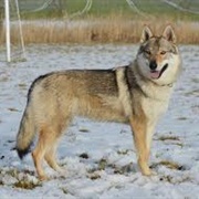 Czechoslovakian Wolfdog