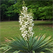 Yucca