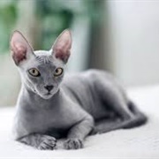 Ukrainian Levkoy Cat