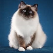 Birman Cat
