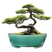 Bonsai Tree